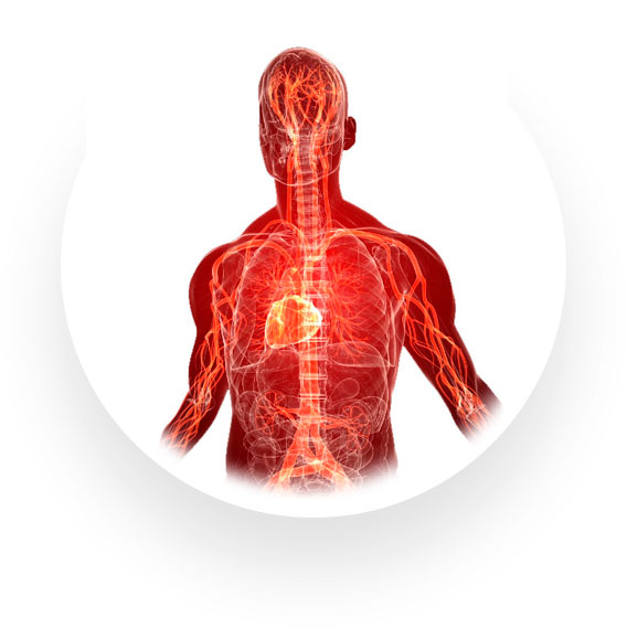 sistema-circulatorio